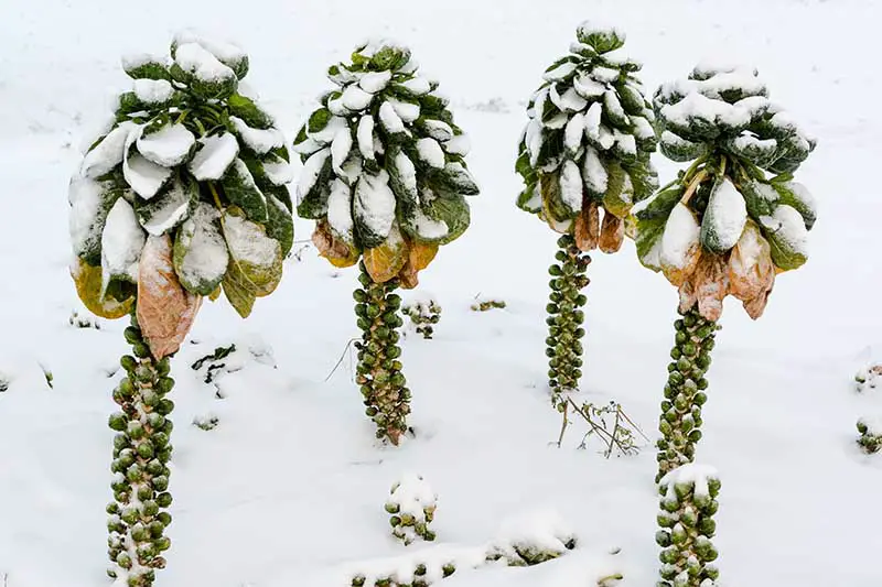 Una imagen horizontal de cerca de Brassica oleracea var.  gemmifera en la nieve representada en un paisaje nevado de invierno.