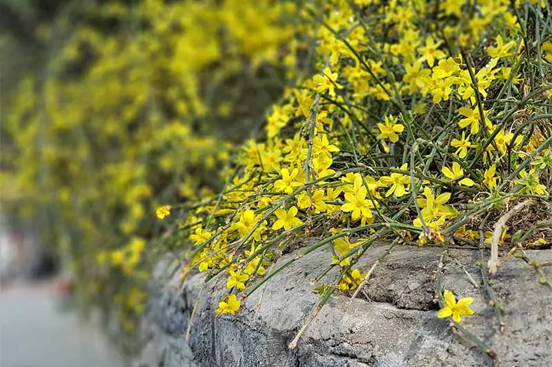 Una imagen horizontal de cerca de las flores amarillas brillantes de Jasminum nudiflorum derramándose sobre una pared de piedra.