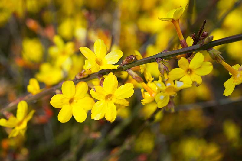 Una imagen horizontal de primer plano de flores amarillas de Jasminum nudiflorum representadas en un fondo de enfoque suave.