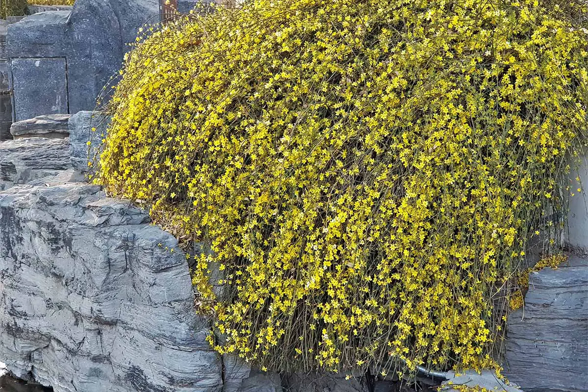 Una imagen horizontal de primer plano de jazmín de invierno con flores amarillas brillantes en cascada sobre el costado de una pared de piedra.