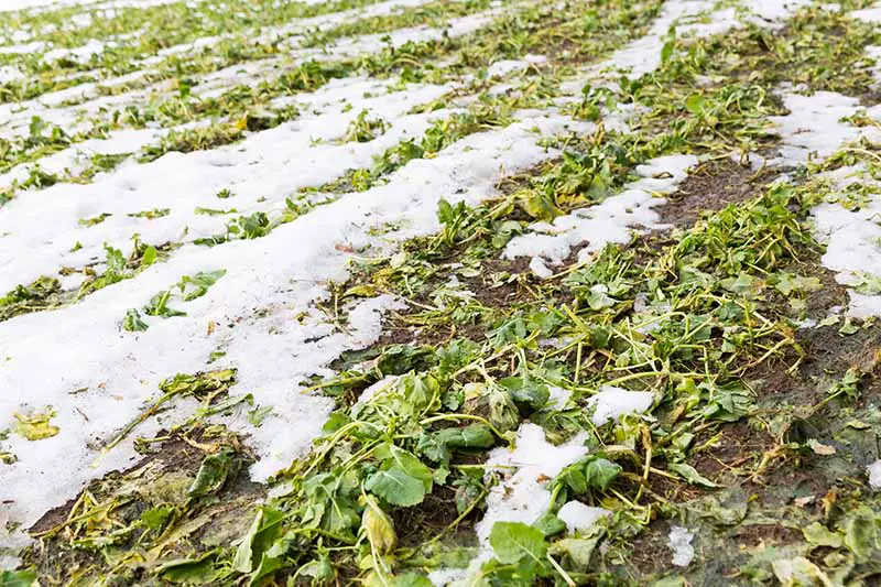Una imagen horizontal de un campo sembrado con un cultivo de cobertura invernal cubierto por una ligera capa de nieve.