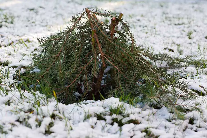Una imagen horizontal de primer plano de ramas de abeto utilizadas para cubrir plantas tiernas en invierno con un césped nevado en el fondo.