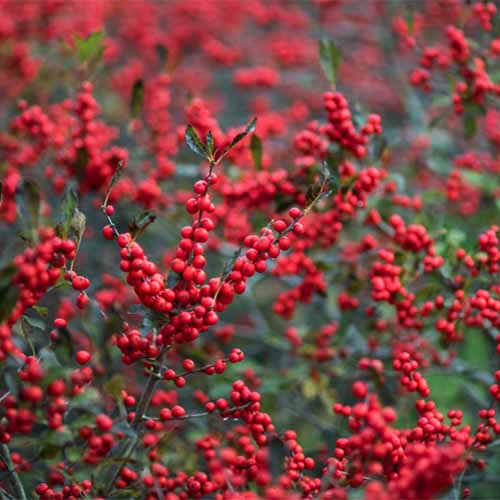 Una imagen cuadrada de primer plano de Ilex verticillata 'Winter Red' con bayas rojas brillantes que crecen en el jardín en la foto sobre un fondo de enfoque suave.