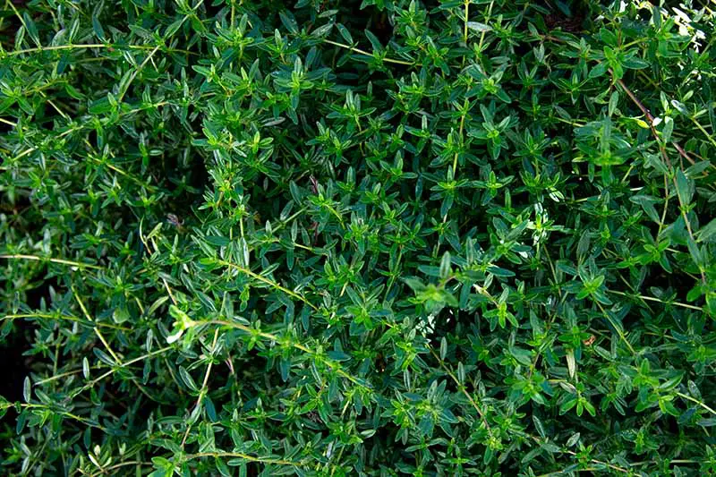 Un primer plano de los tallos delgados y las diminutas hojas verdes de la planta Satureja montana, sobre un fondo oscuro.