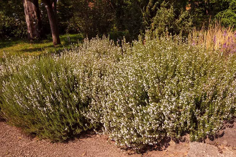 Dos grandes arbustos salados de invierno que crecen en suelo arenoso.  Las plantas tienen pequeñas flores blancas delicadas en sus tallos, que contrastan con las pequeñas hojas verdes.  En el fondo hay árboles y pastos, con un enfoque suave.