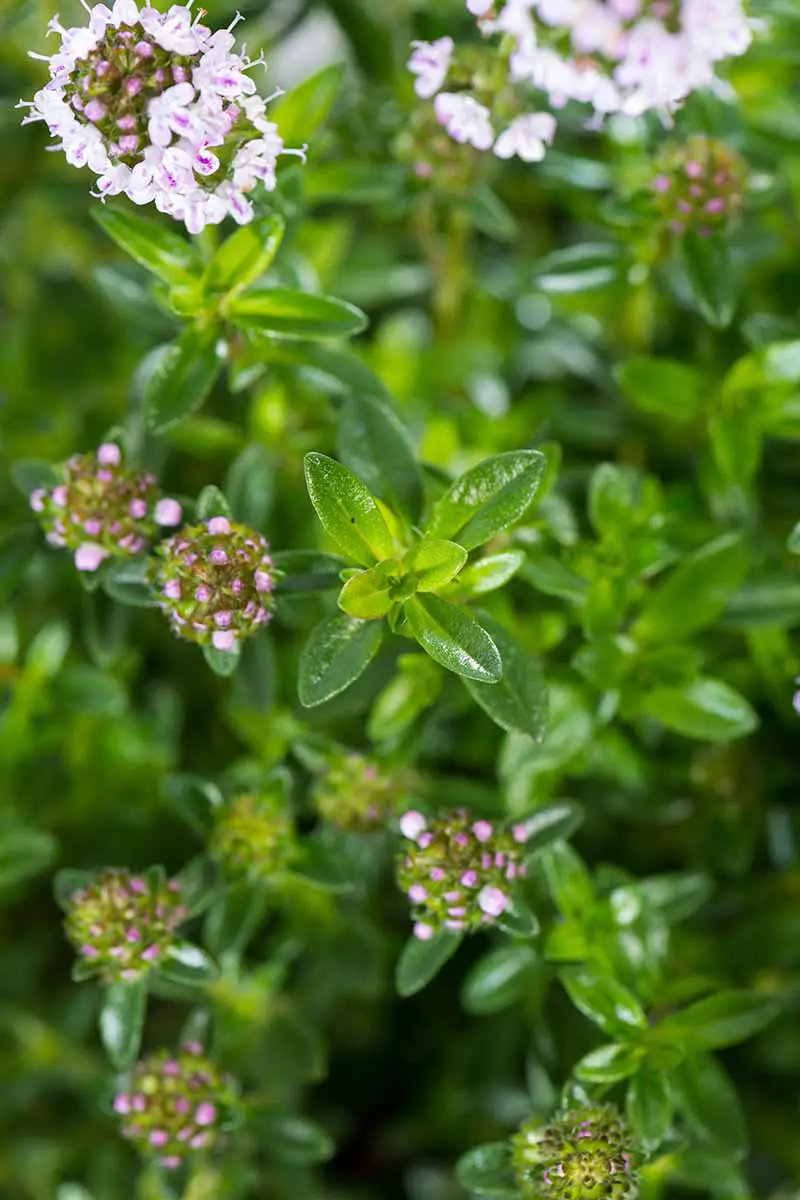 Una imagen vertical de un primer plano de una planta salada de invierno que muestra hojas de cuero verde brillante que contrastan con flores delicadas de color rosa claro y blanco que se desvanecen en un enfoque suave en el fondo.