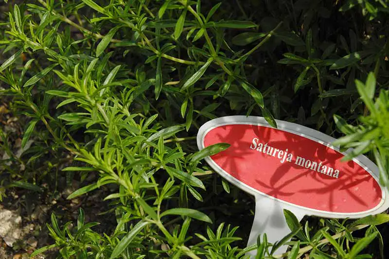 Un primer plano de una planta de Satureja montana con un cartel rojo y blanco entre el follaje.