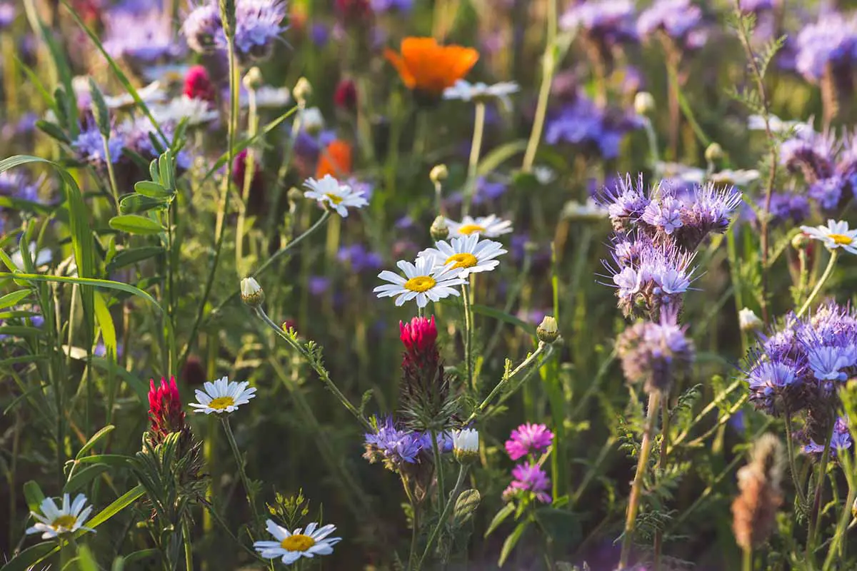 Una imagen horizontal de cerca de flores silvestres que crecen en un prado fotografiado a la luz del sol.