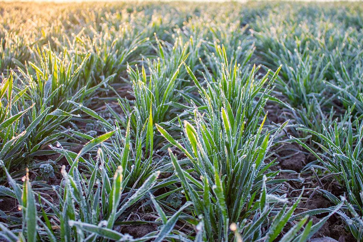 Una imagen horizontal del cultivo de trigo de invierno como cultivo de cobertura con escarcha en las hojas.