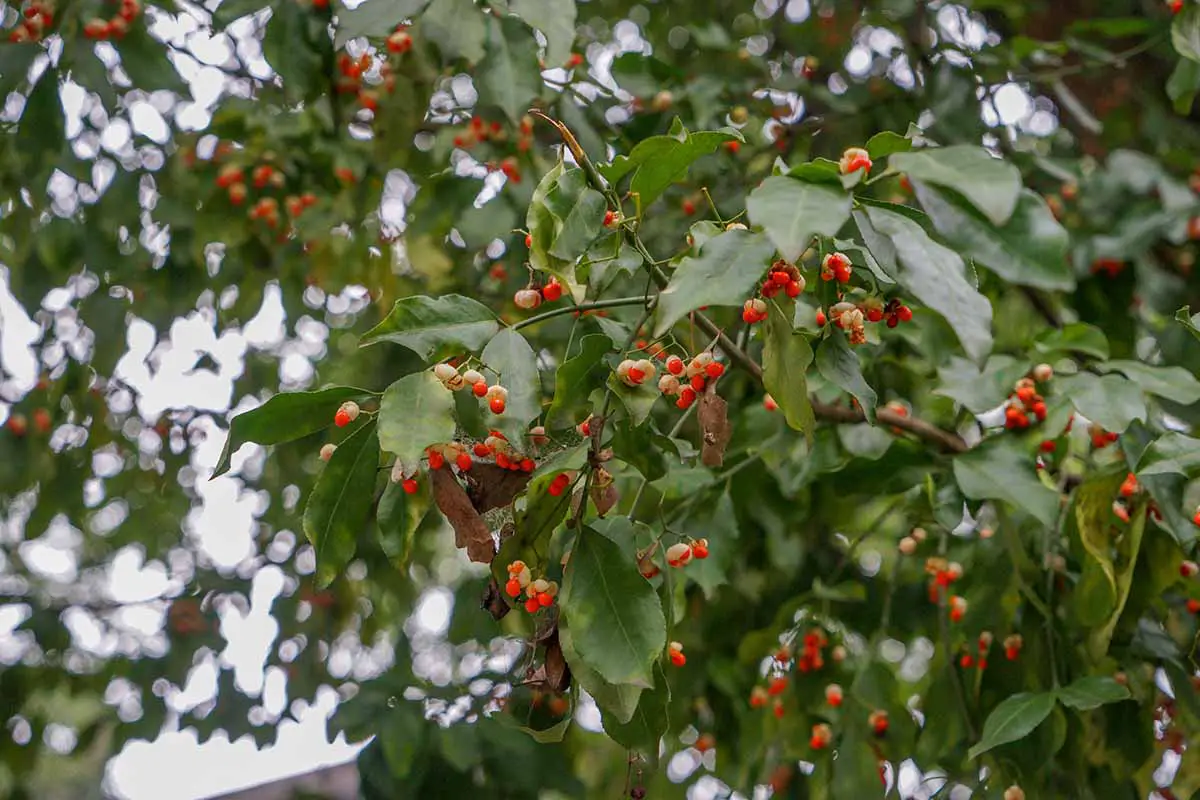Una imagen horizontal de winterberry creciendo en el jardín con hojas de color verde oscuro y frutos rojos.