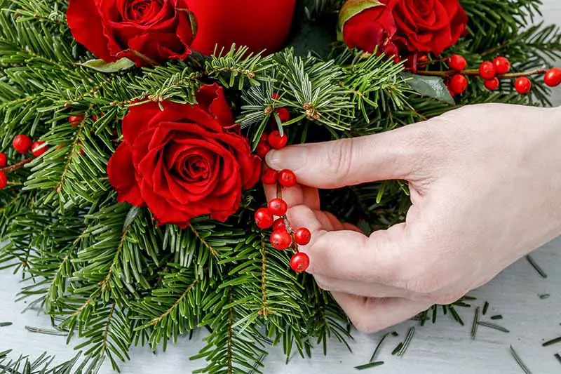Una imagen horizontal de primer plano de una mano desde la derecha del marco usando rosas y bayas rojas brillantes para crear una decoración navideña perenne.