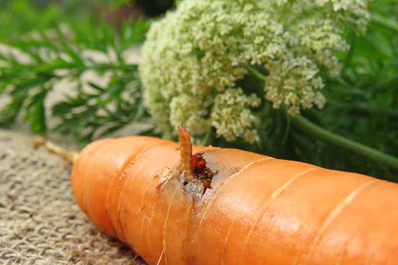 Una imagen horizontal de primer plano de un gusano de alambre que infesta una zanahoria.
