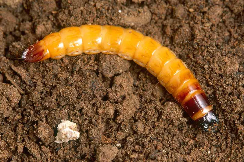 Una imagen horizontal de primer plano de una larva de gusano alambre en la superficie del suelo.