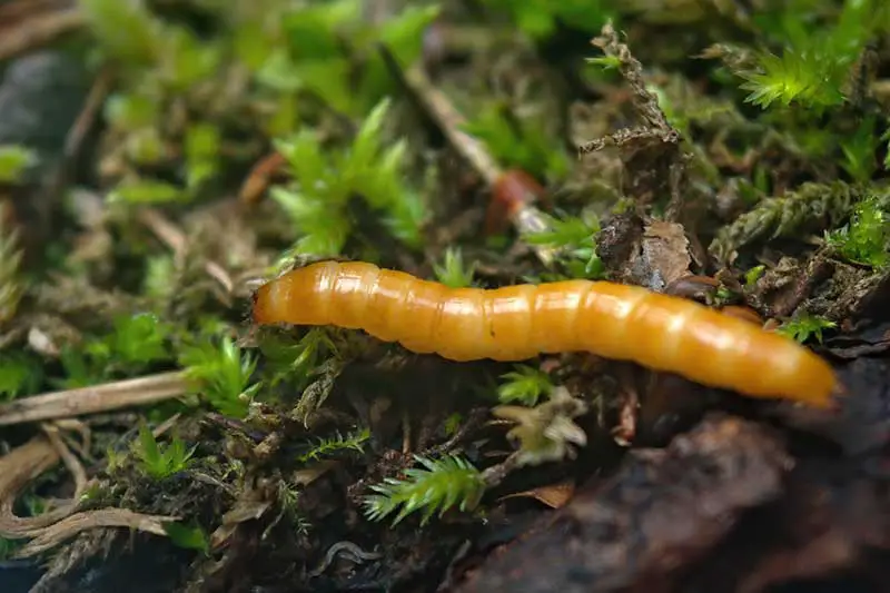 Una imagen horizontal de primer plano de un gusano de alambre que cuelga en una cama de jardín esperando destruir sus vegetales.