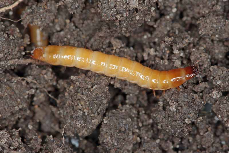 Una imagen horizontal de primer plano de un gusano de alambre en el suelo del jardín.