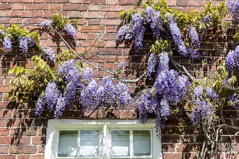 Una imagen horizontal de primer plano de una glicinia púrpura que crece en el exterior de una casa de ladrillos.