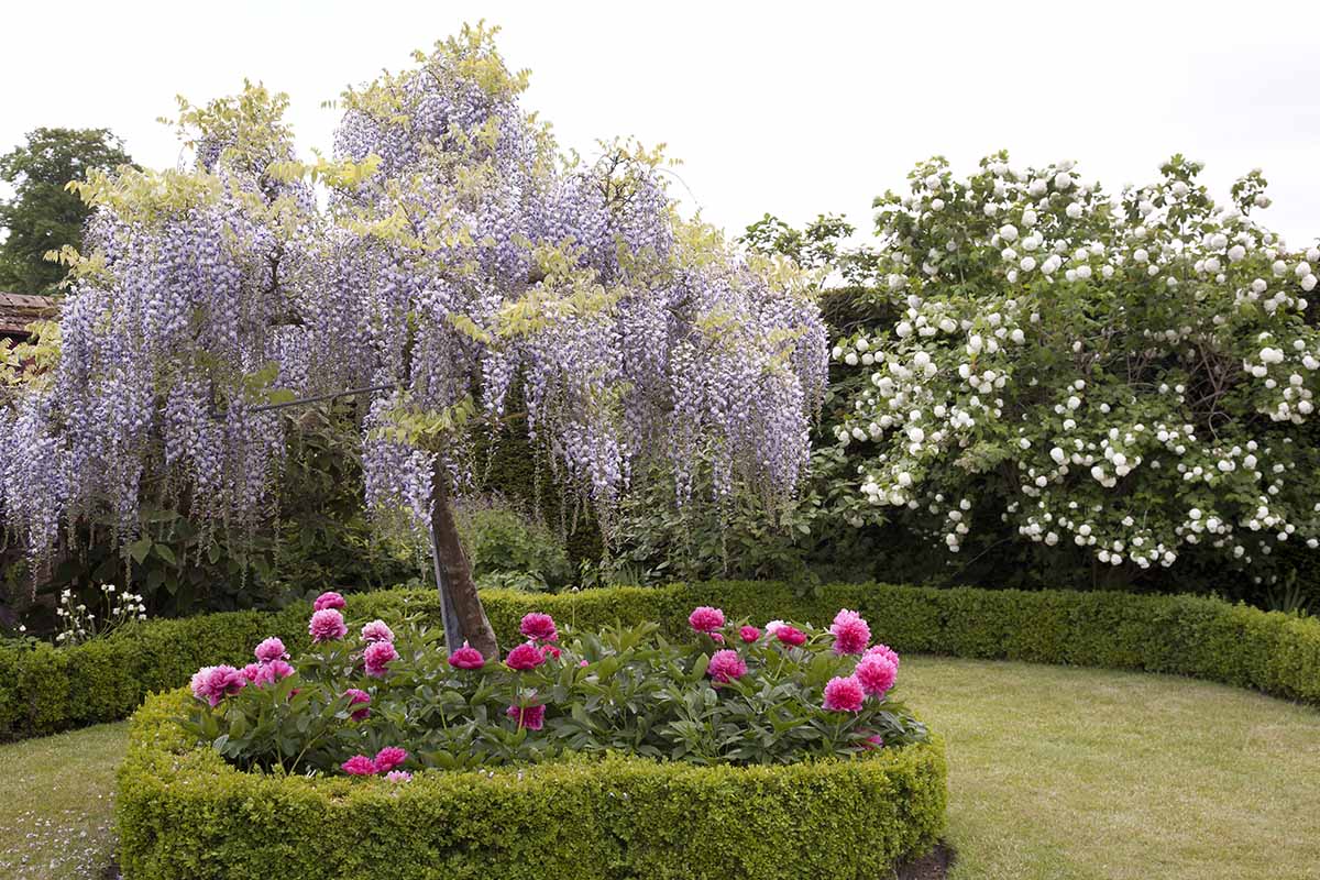 Una imagen horizontal de un jardín formal con setos bajos bien cuidados, flores de color rosa brillante y un gran árbol de glicinas en el centro.
