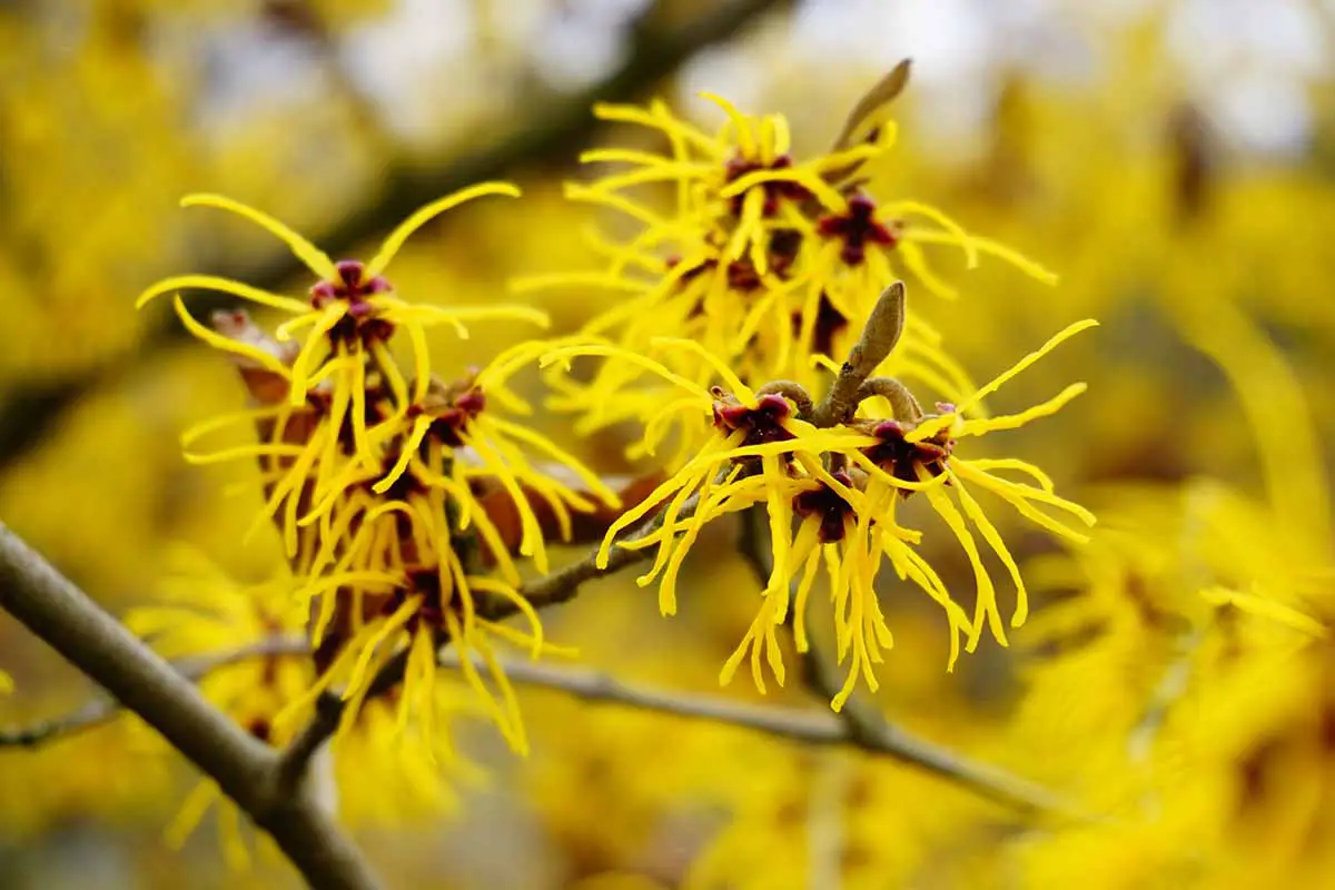 Una imagen horizontal de primer plano de las flores amarillas de hamamelis representada en un fondo de enfoque suave.