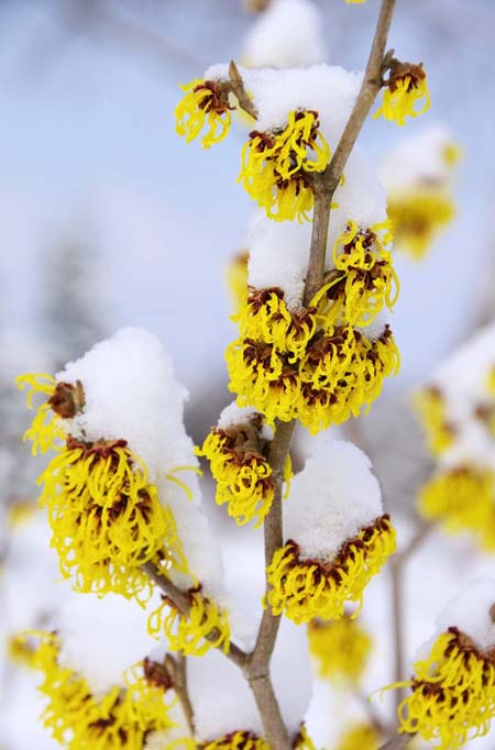 Hamamelis amarilla que florece en invierno, cubierta de nieve.