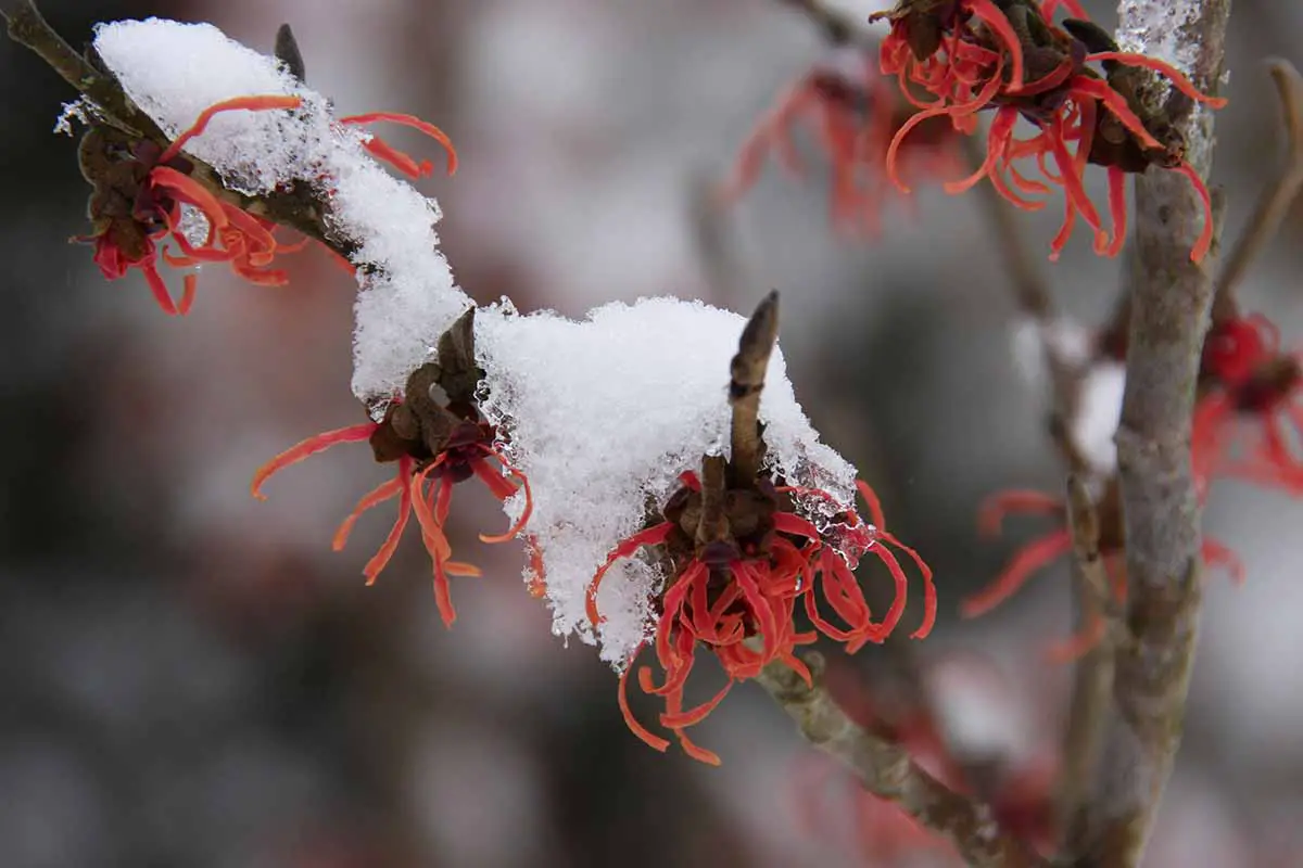 Una imagen horizontal de primer plano de las flores rojas brillantes de Hamamelis vernalis con nieve en las ramas representadas en un fondo de enfoque suave.