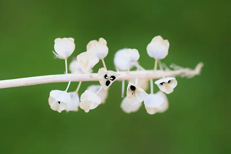 Una imagen horizontal de primer plano de una flor Muscari blanca que se está marchitando y muriendo, representada en un fondo verde de enfoque suave