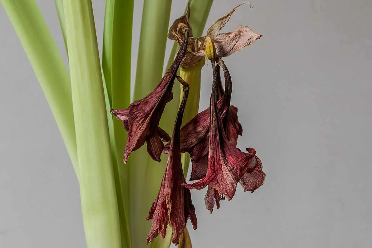 Una imagen horizontal de cerca de una flor de amarilis que está marchita y caída.