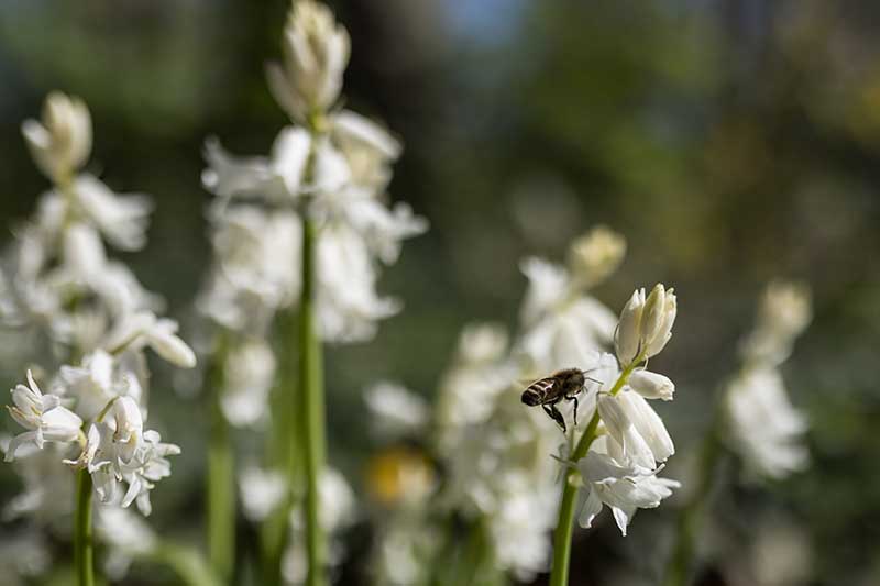 Una imagen horizontal de primer plano de flores de jacinto de madera blanca con una abeja alimentándose en un fondo de enfoque suave.