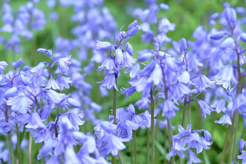 Una imagen horizontal de primer plano de flores azules brillantes en forma de campana de Hyacinthoides hispanica en un fondo de enfoque suave.