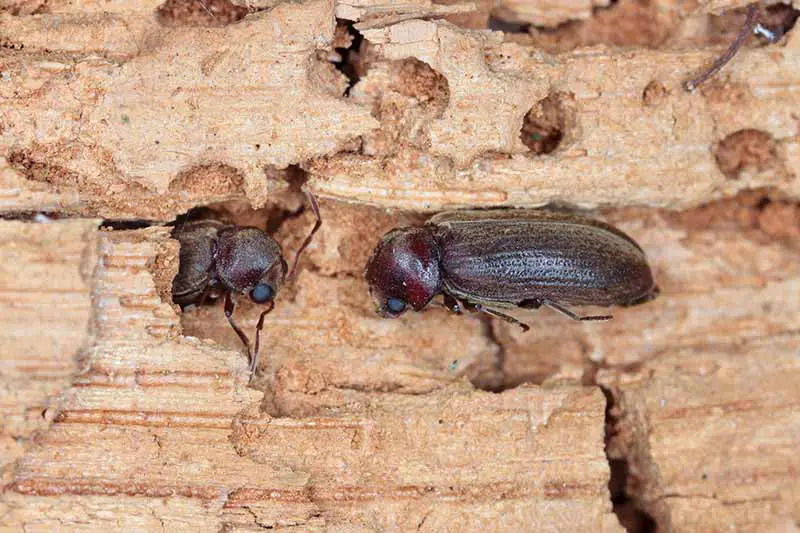 Una imagen horizontal de primer plano de los escarabajos barrenadores que destruyen un trozo de madera.