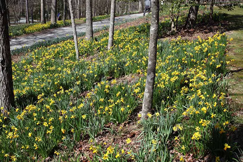Una imagen horizontal de un entorno boscoso con árboles pequeños y flores que florecen debajo de ellos.