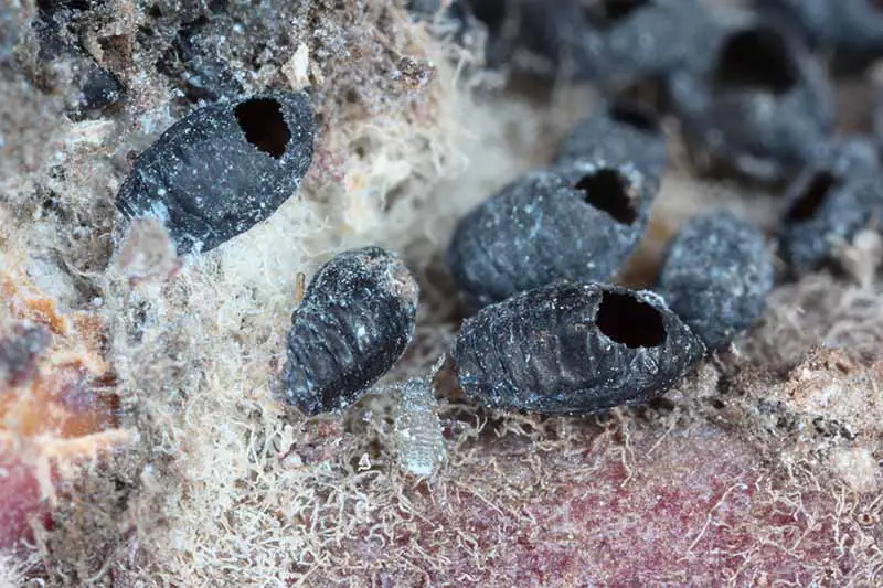 Una imagen horizontal de primer plano de las secuelas de un ataque de avispas parásitas en una colonia de áfidos lanudos, dejando a las nefastas plagas muertas a su paso.