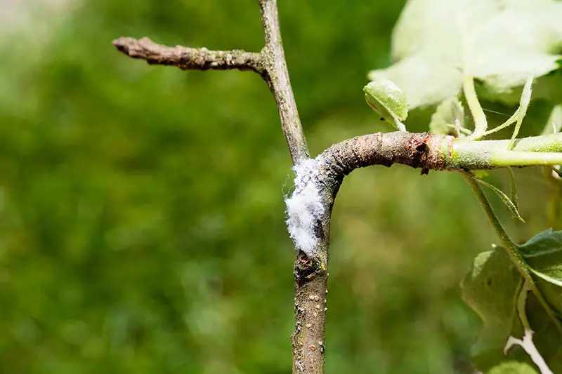 Una imagen horizontal de primer plano de áfidos lanudos que infestan un manzano representado en un fondo de enfoque suave.