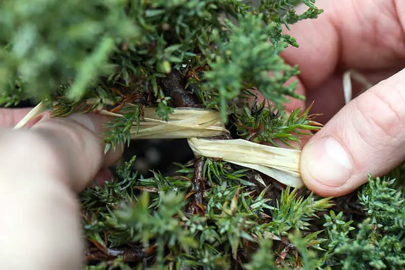 Una imagen horizontal de primer plano de dos manos atando un trozo de rafia húmeda alrededor de una planta para darle forma.