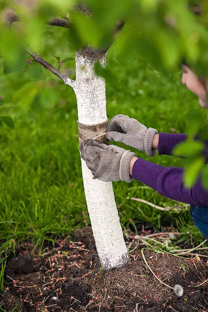 Envolver árboles, cubrir con mantillo, regar y más puede ayudar a mantenerlos saludables durante todo el invierno.  Pruebe nuestros consejos: 