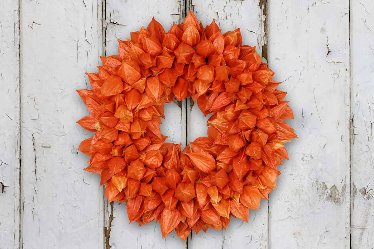 Una imagen horizontal de primer plano de una corona de otoño naranja brillante hecha de vainas de farolillos chinos colgando de una valla de madera rústica.