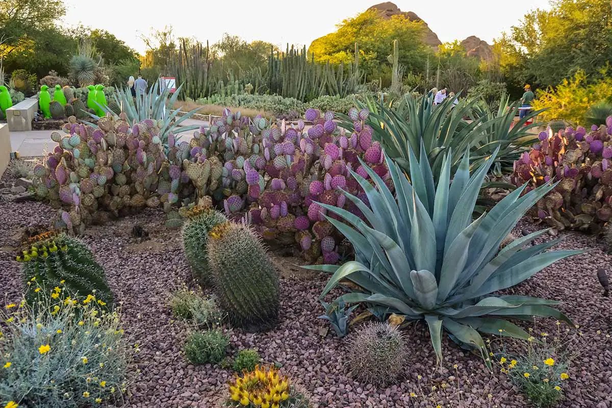 Una imagen horizontal de un gran jardín desértico formal que cultiva una variedad de cactus y plantas suculentas, incluidos los nopales y el agave.