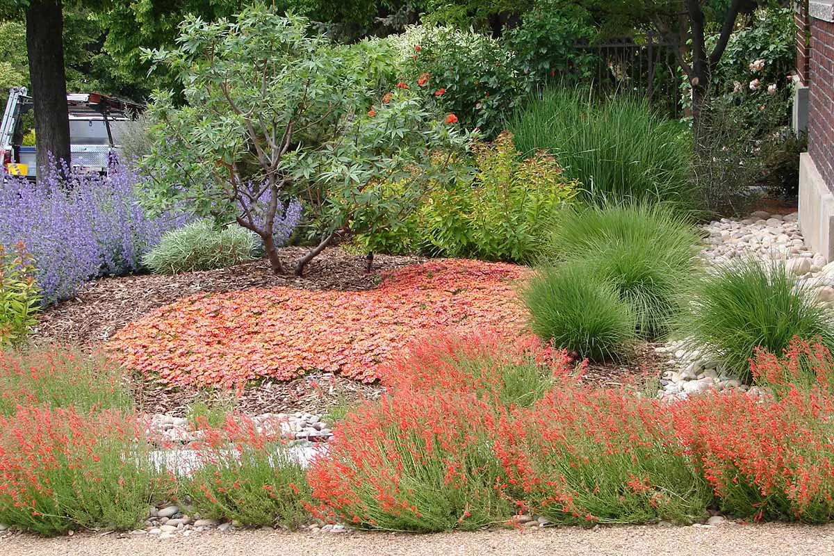 Una imagen horizontal de un paisaje xerofítico con una variedad de plantaciones que ahorran agua.