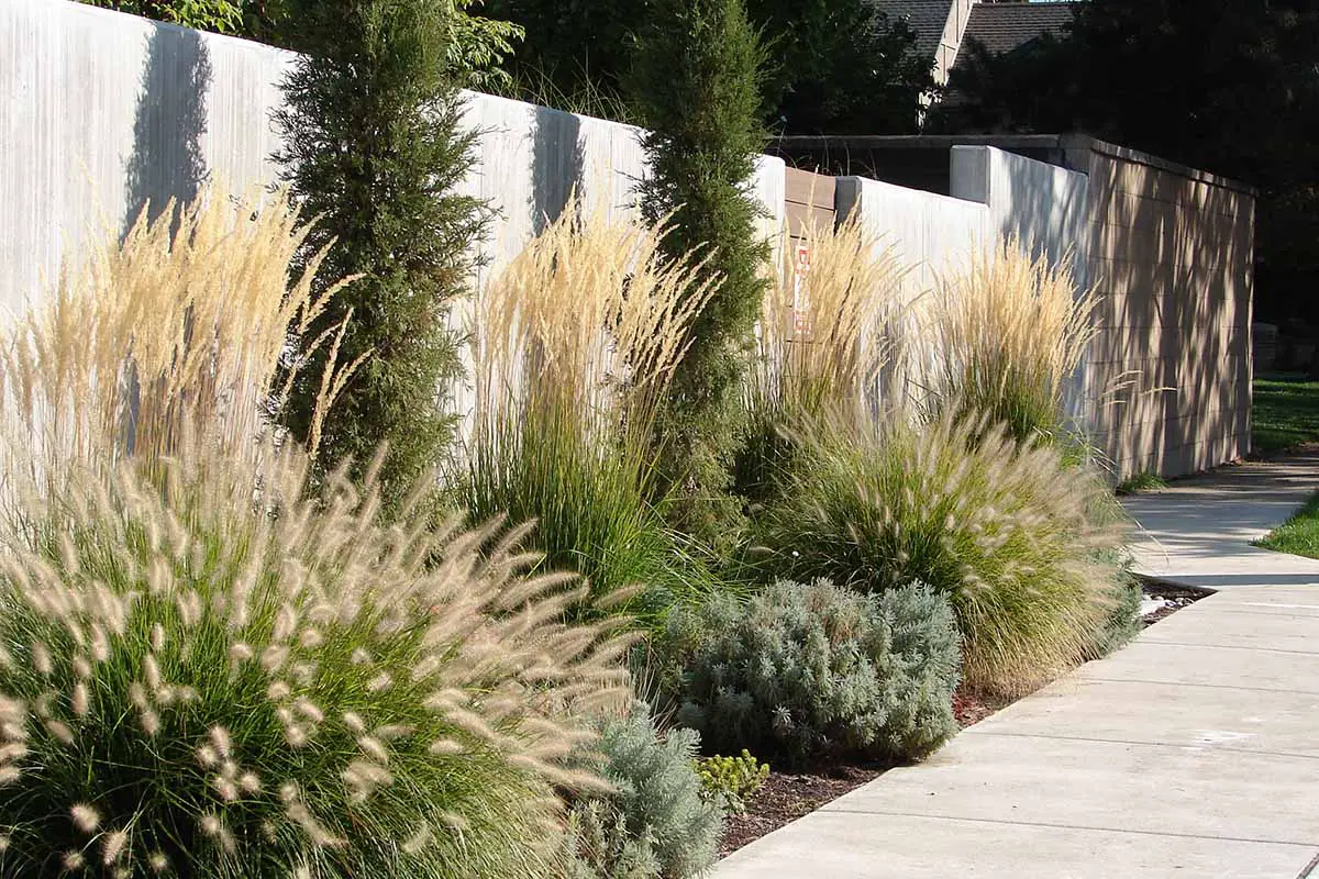 Una imagen horizontal de plantaciones fuera de un muro de hormigón junto a la acera.