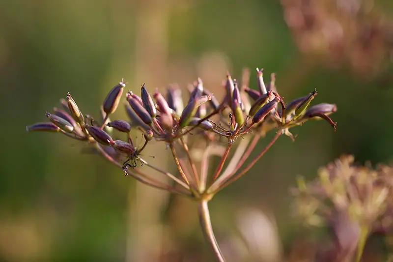 Un primer plano de las semillas de Achillea millefolium que se desarrollan después de florecer a la luz del sol sobre un fondo de enfoque suave.