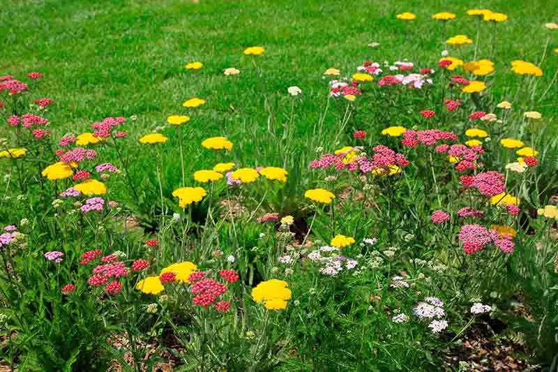 Un borde de jardín con una variedad de flores de Achillea millefolium de diferentes colores con un césped en el fondo.