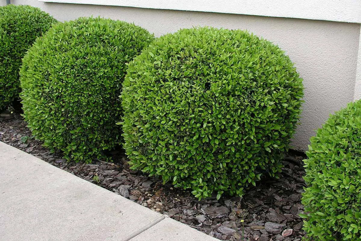 Una imagen horizontal de pequeños arbustos de acebo yaupon (Ilex vomitoria) que crecen fuera de una residencia rodeada de mantillo de corteza.