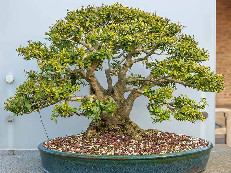 Una imagen horizontal de primer plano de un arbusto de acebo yaupon (Ilex vomitoria) que crece como bonsái.