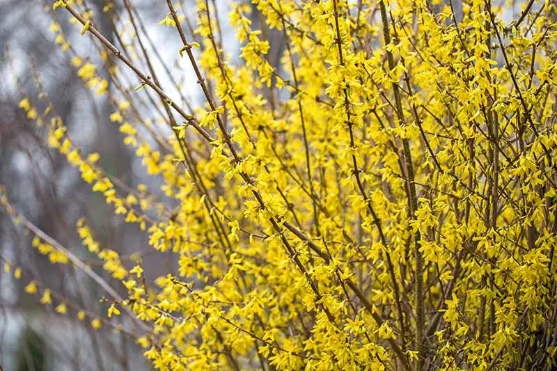 Un primer plano de las ramas verticales del arbusto forsythia, adornado con flores amarillas en primavera, creciendo en el jardín sobre un fondo de enfoque suave.