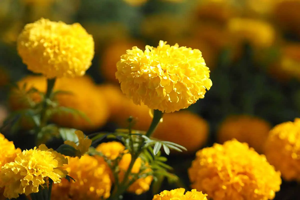 Una imagen horizontal de primer plano de flores de caléndula africana de color amarillo brillante (Tagetes erecta) que crecen en el jardín en la foto sobre un fondo de enfoque suave.