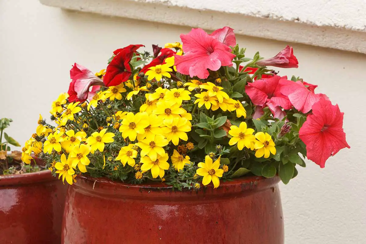 Una imagen horizontal de primer plano de flores rojas y amarillas que crecen en una sembradora de cerámica.