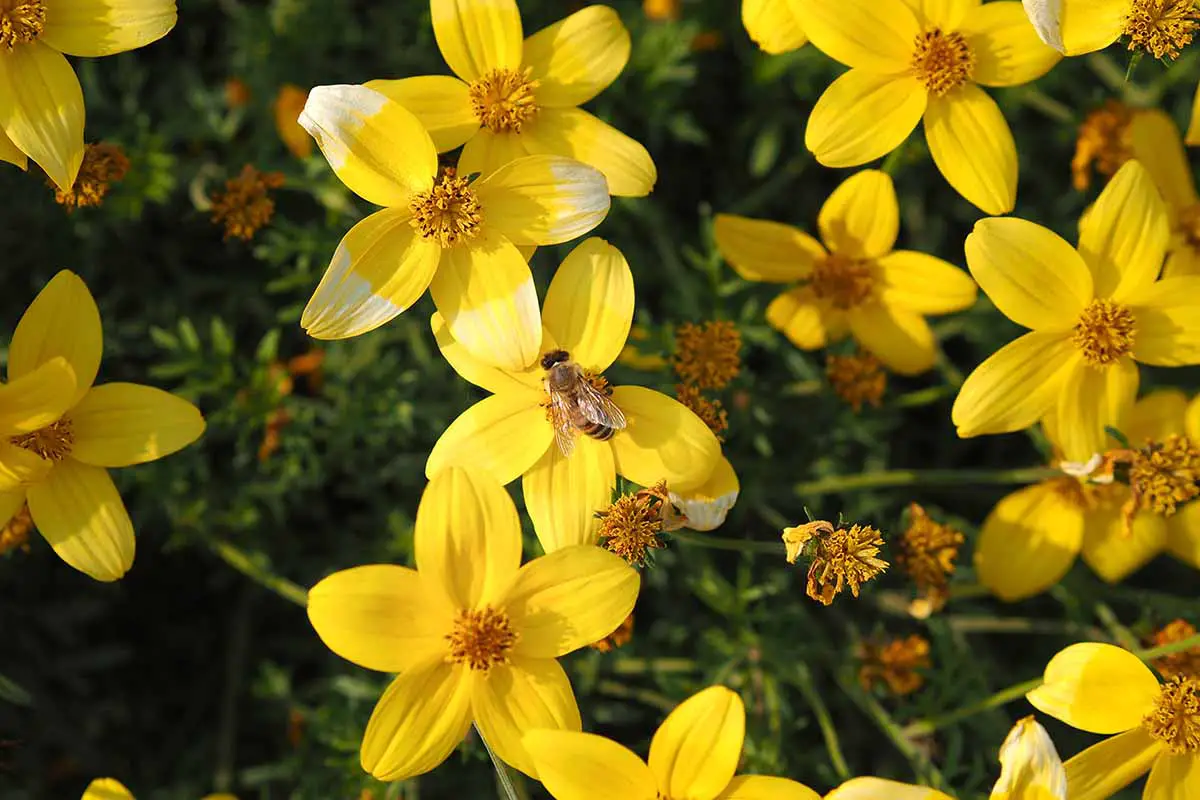 Una imagen horizontal de primer plano de girasoles amarillos de semilla de garrapata que crecen en el jardín en la foto sobre un fondo de enfoque suave.