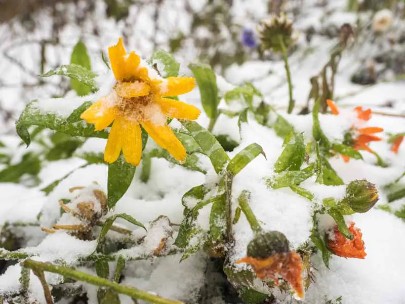 Un primer plano de una flor de caléndula amarilla cubierta de escarcha y nieve representada en un fondo de enfoque suave.