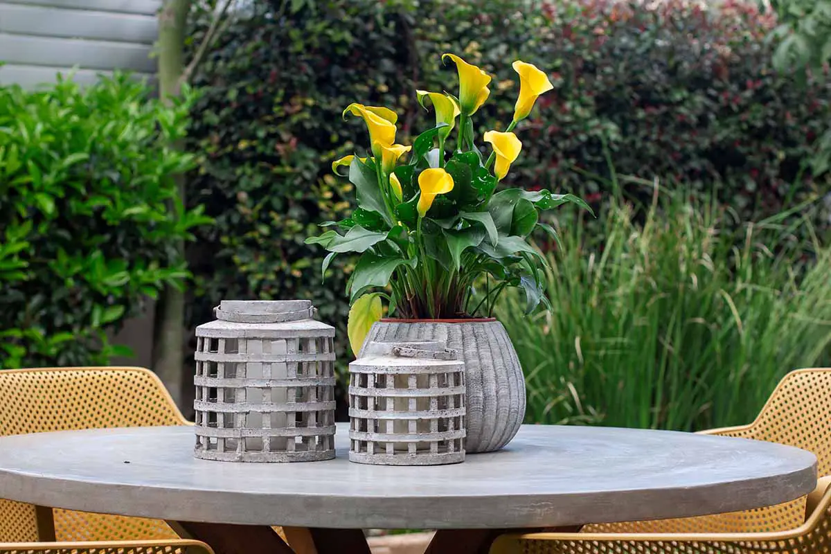 Una imagen horizontal de Zantedeschia amarilla creciendo en una maceta de cemento sobre una mesa al aire libre con arbustos en un enfoque suave en el fondo.