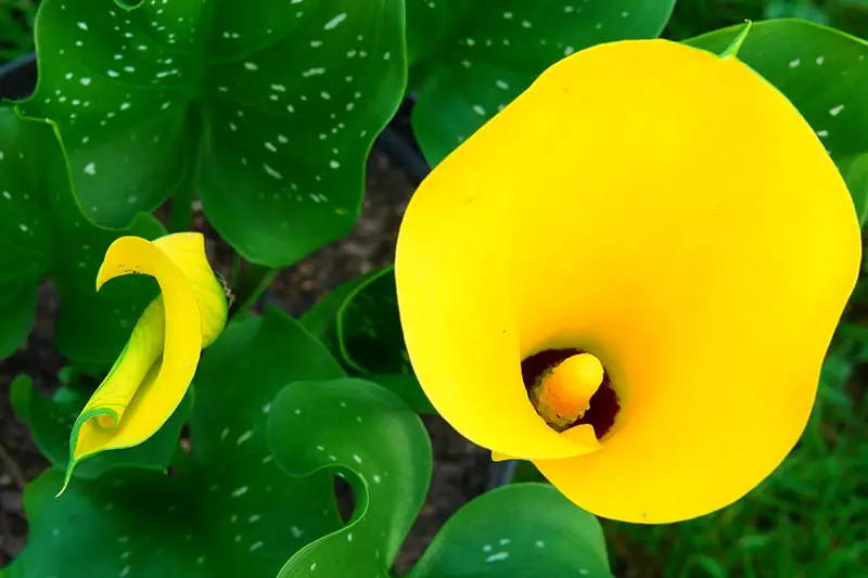 Una imagen horizontal de primer plano de una flor de lirio de cala amarilla brillante rodeada de follaje variado.