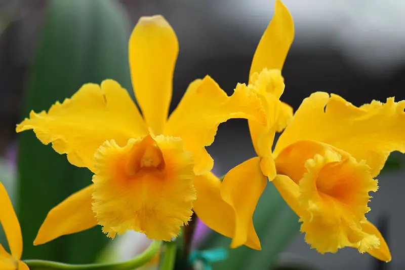 Una imagen horizontal de primer plano de las orquídeas Cattleya amarillas representadas en un fondo de enfoque suave.